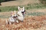 CORGI PEMBROKE 232